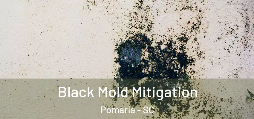 Black Mold Mitigation Pomaria - SC