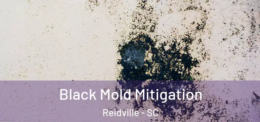  Black Mold Mitigation Reidville - SC