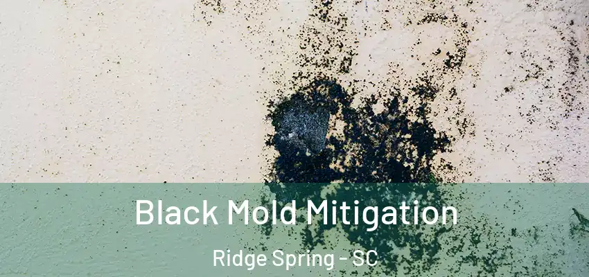 Black Mold Mitigation Ridge Spring - SC