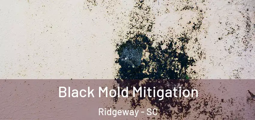  Black Mold Mitigation Ridgeway - SC