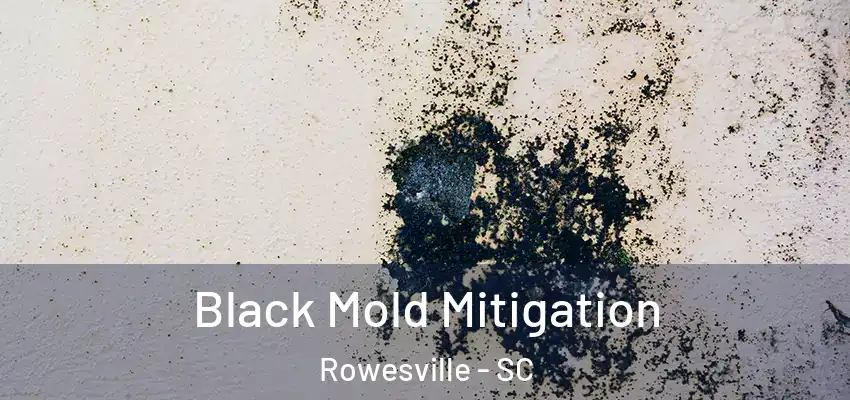 Black Mold Mitigation Rowesville - SC