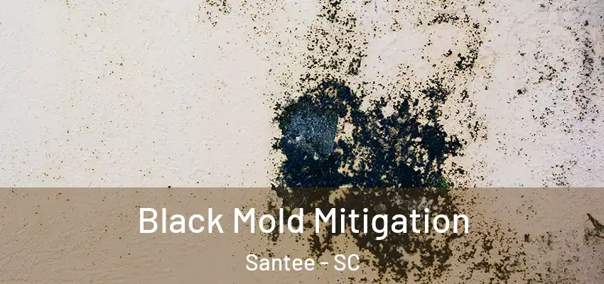Black Mold Mitigation Santee - SC