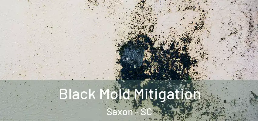 Black Mold Mitigation Saxon - SC