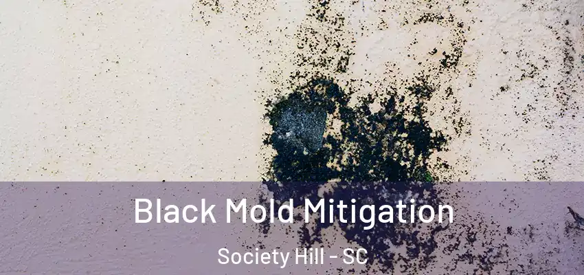  Black Mold Mitigation Society Hill - SC