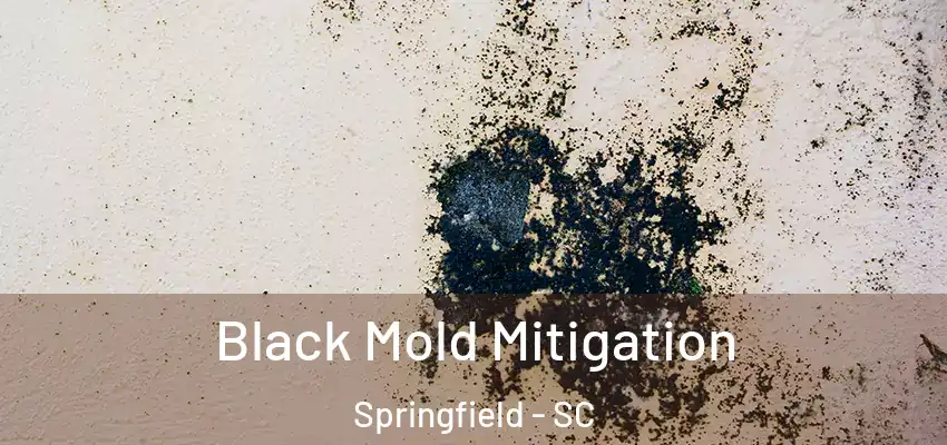 Black Mold Mitigation Springfield - SC