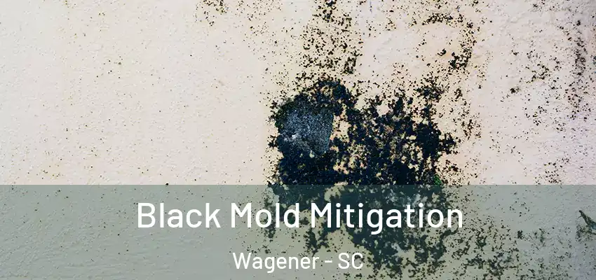 Black Mold Mitigation Wagener - SC