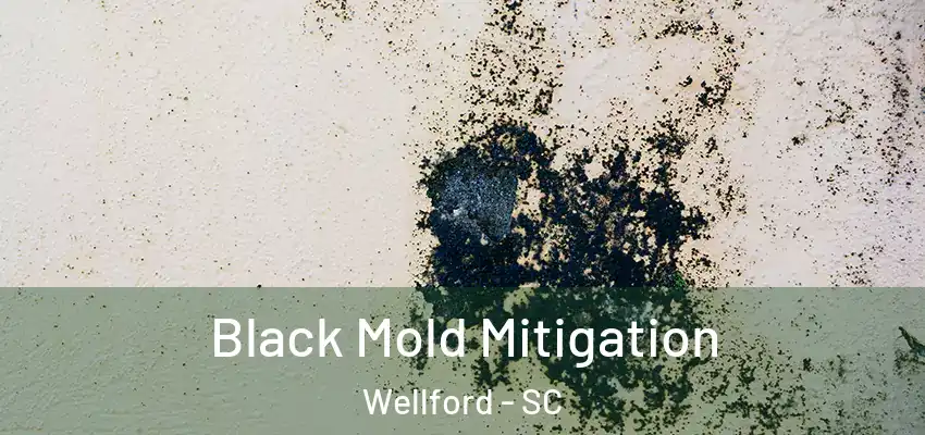  Black Mold Mitigation Wellford - SC
