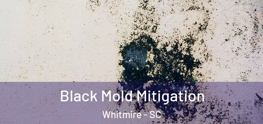 Black Mold Mitigation Whitmire - SC