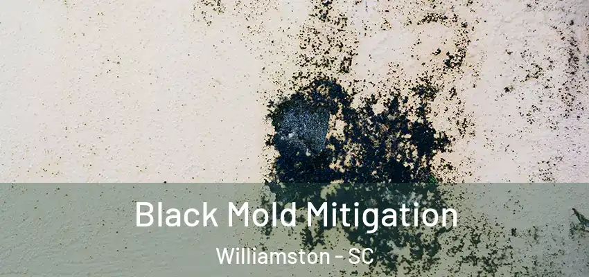  Black Mold Mitigation Williamston - SC