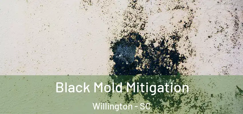 Black Mold Mitigation Willington - SC