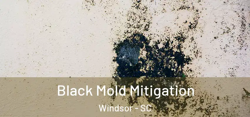  Black Mold Mitigation Windsor - SC