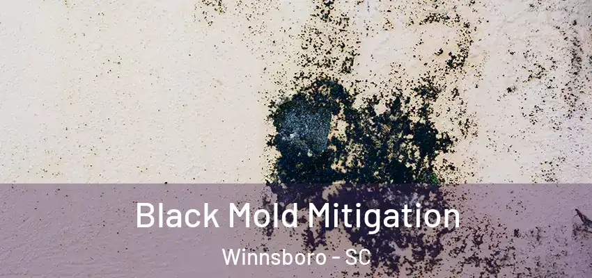  Black Mold Mitigation Winnsboro - SC