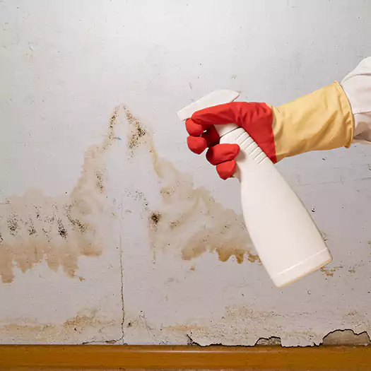 Trusted Black Mold Mitigation Specialists in Sumter, SC