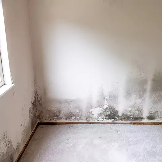 Trusted Mold Cleanup Specialists in Sumter, SC