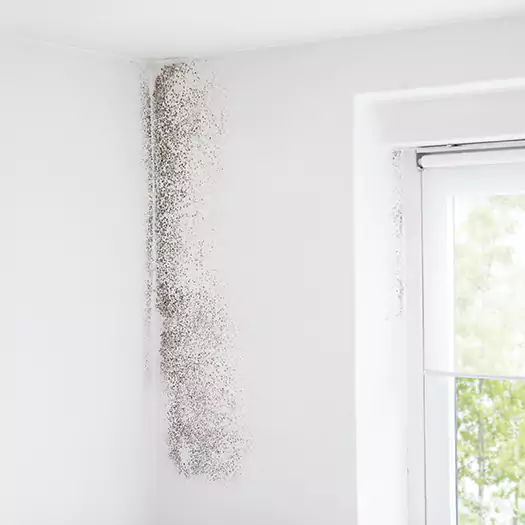 Trusted Mold Eradication Professionals Serving in Sumter, SC