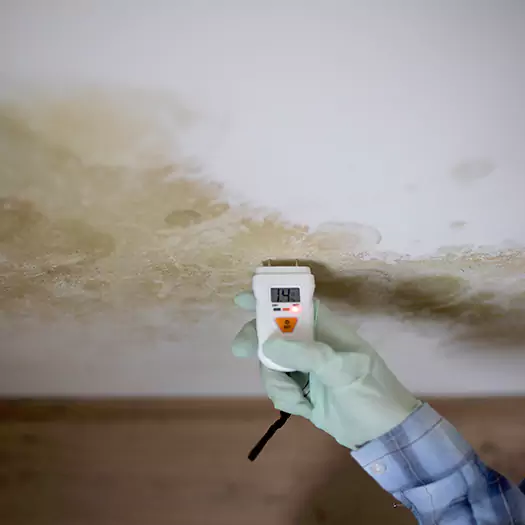 Reliable Mold Inspection Experts in Sumter, SC