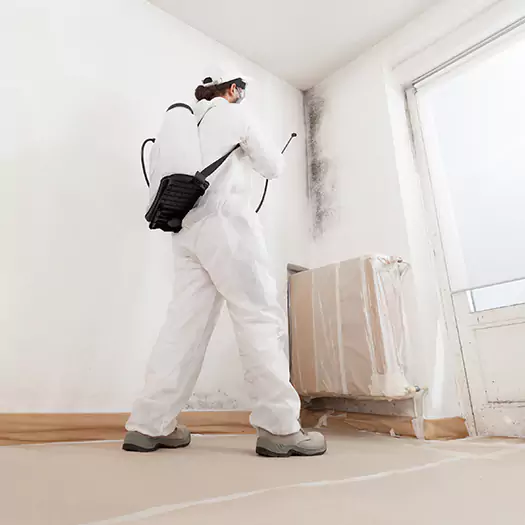 Experienced Mold & Mildew Specialists in Sumter, SC