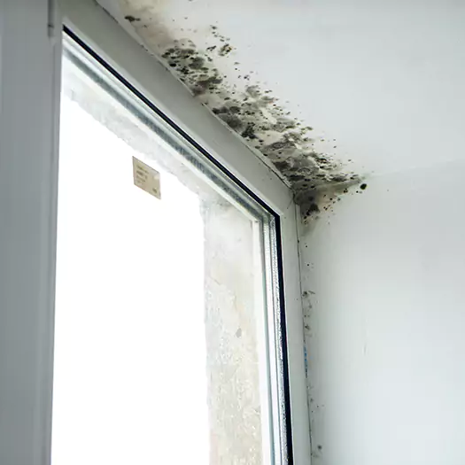 Trusted Mold on Bathroom Ceiling Experts in Sumter, SC