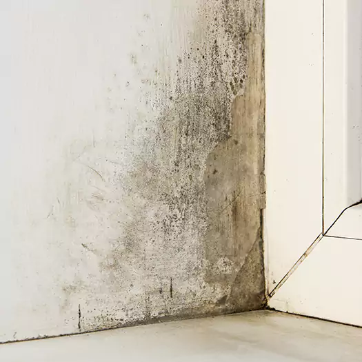 Skilled Mold on Drywall Experts in Sumter, SC