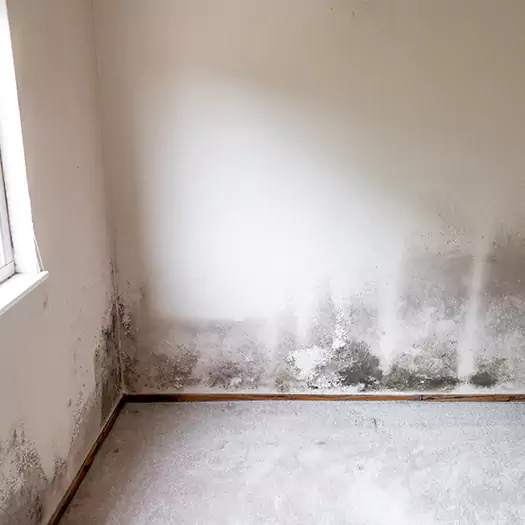 Trusted Mold on the Wall Experts in Sumter, SC