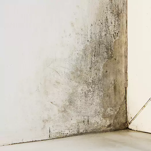 #1 Mold Remediation and Removal Experts in Sumter, SC