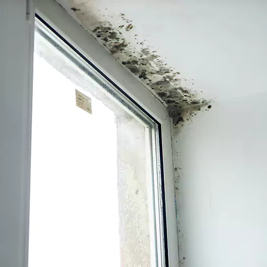Reliable Mold Treatment Specialists in Sumter, SC