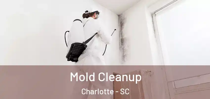  Mold Cleanup Charlotte - SC