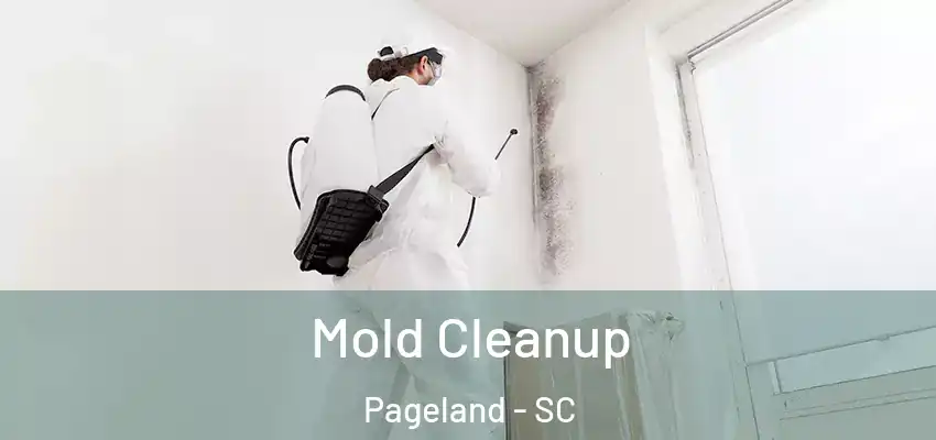  Mold Cleanup Pageland - SC