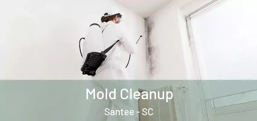  Mold Cleanup Santee - SC