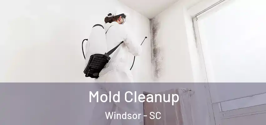 Mold Cleanup Windsor - SC