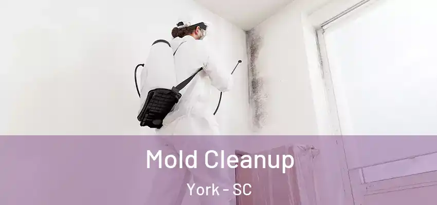 Mold Cleanup York - SC
