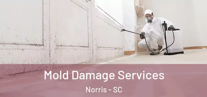  Mold Damage Services Norris - SC