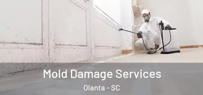 Mold Damage Services Olanta - SC