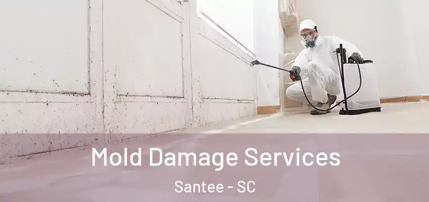 Mold Damage Services Santee - SC