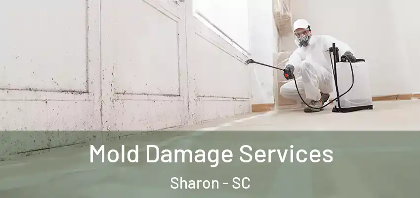  Mold Damage Services Sharon - SC