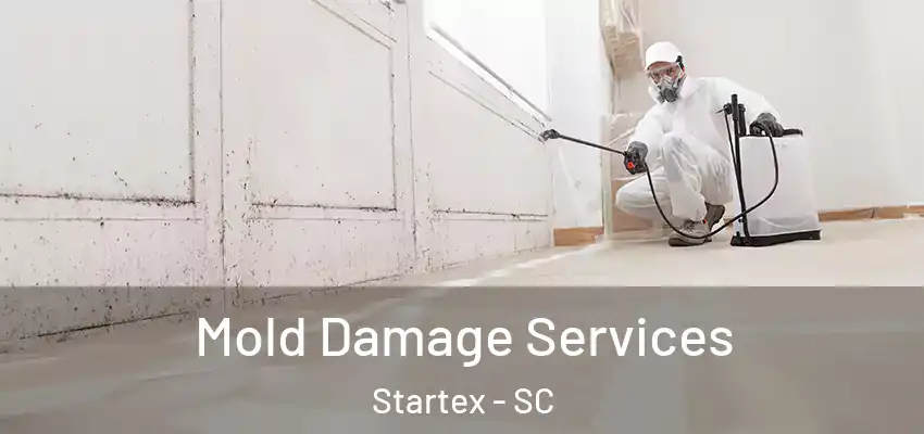  Mold Damage Services Startex - SC