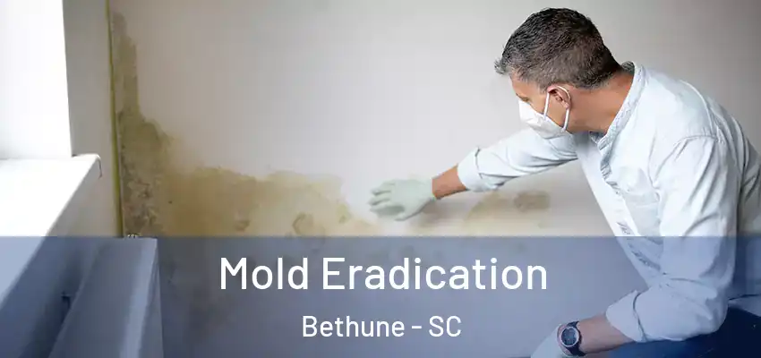  Mold Eradication Bethune - SC
