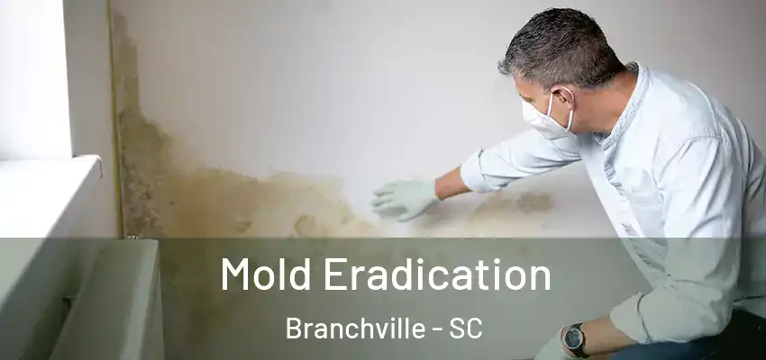  Mold Eradication Branchville - SC