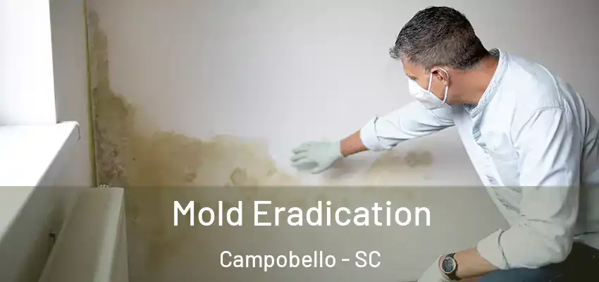  Mold Eradication Campobello - SC