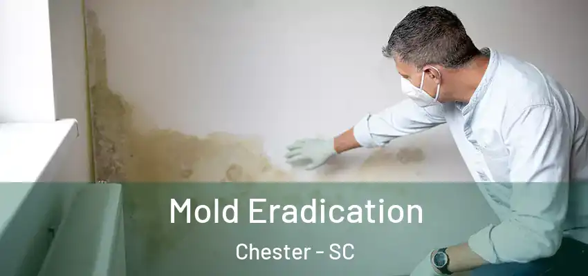 Mold Eradication Chester - SC