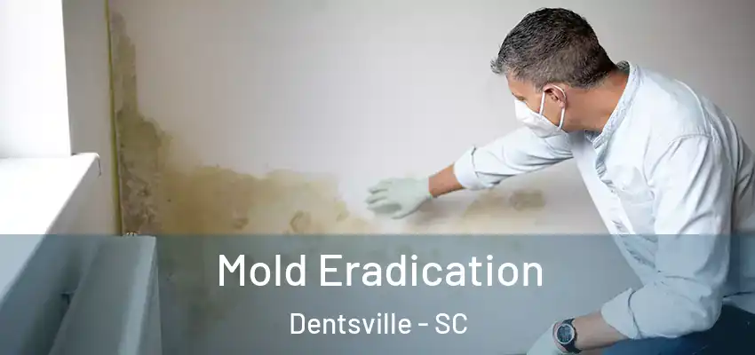  Mold Eradication Dentsville - SC