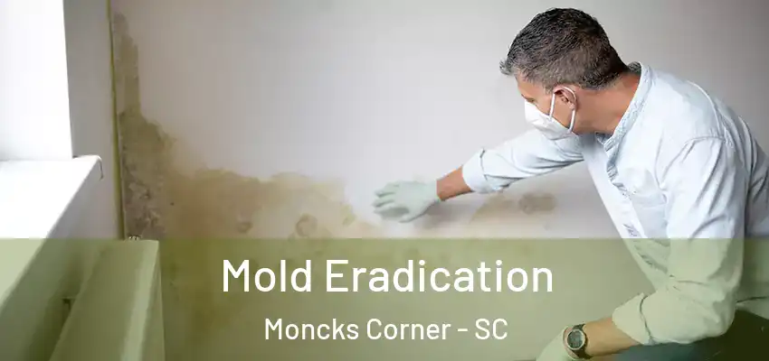 Mold Eradication Moncks Corner - SC