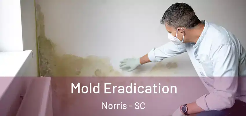  Mold Eradication Norris - SC