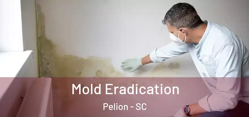  Mold Eradication Pelion - SC