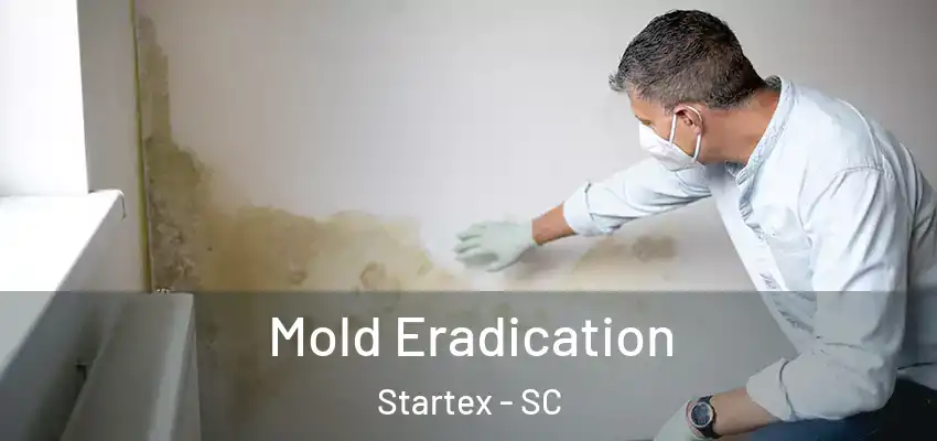  Mold Eradication Startex - SC