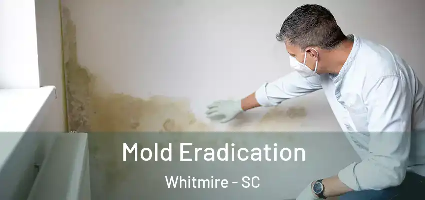 Mold Eradication Whitmire - SC