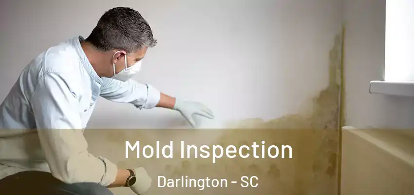 Mold Inspection Darlington - SC