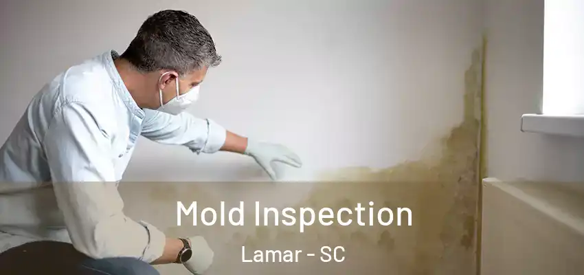 Mold Inspection Lamar - SC
