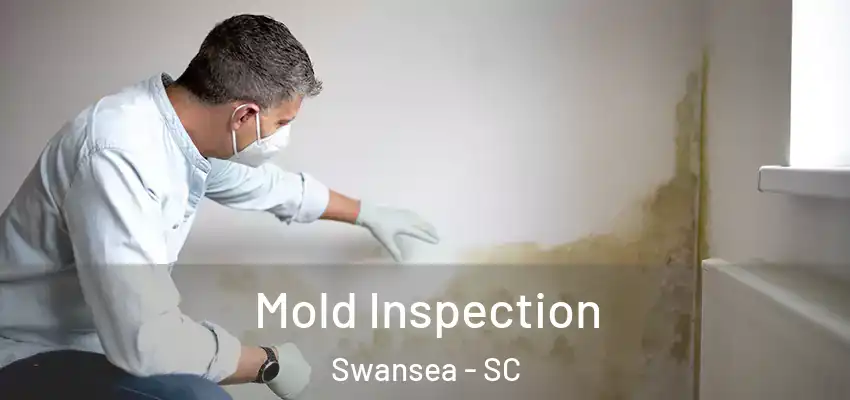 Mold Inspection Swansea - SC