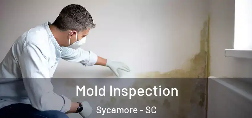 Mold Inspection Sycamore - SC